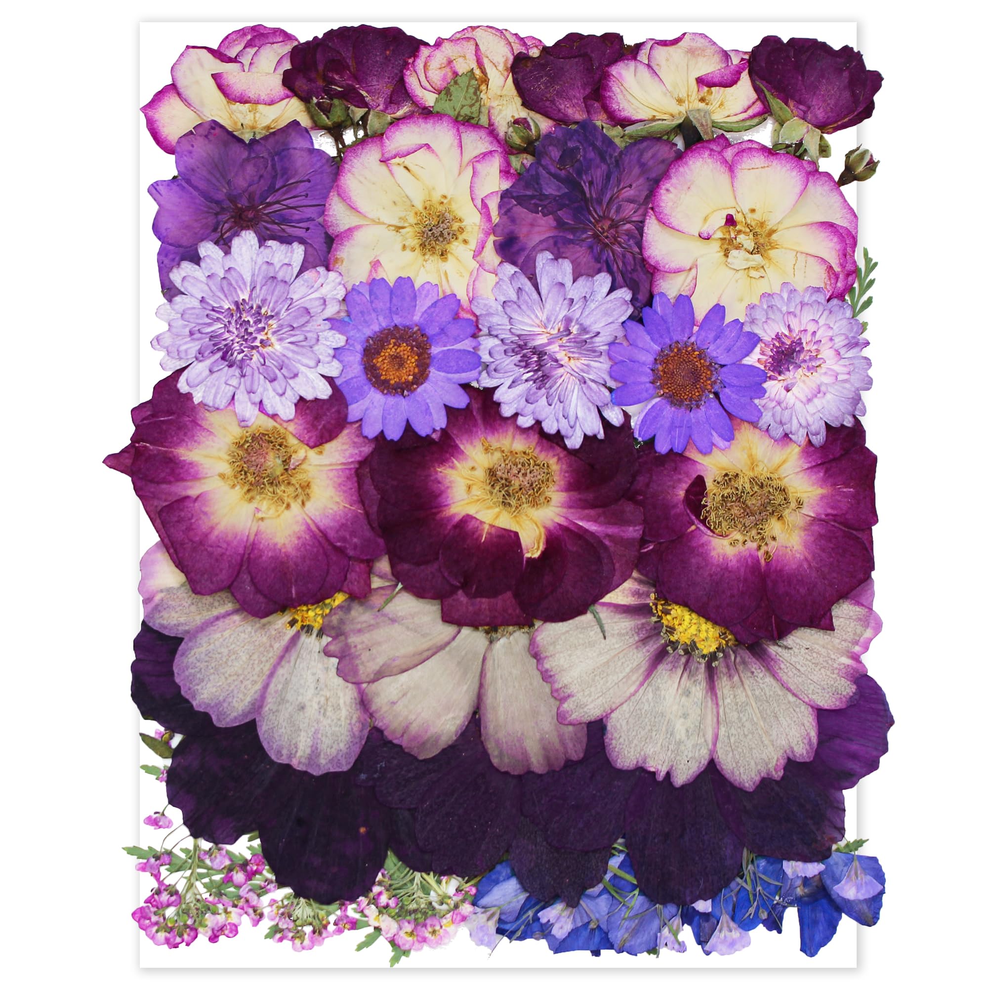 Large Purple Dried Pressed Flower for Crafts Large Big Real Nature Dry Pressed Flowers for Resin Molds Candle Making Phone Cases DIY Art Crafts Jewelry Making - countrycottagebarn