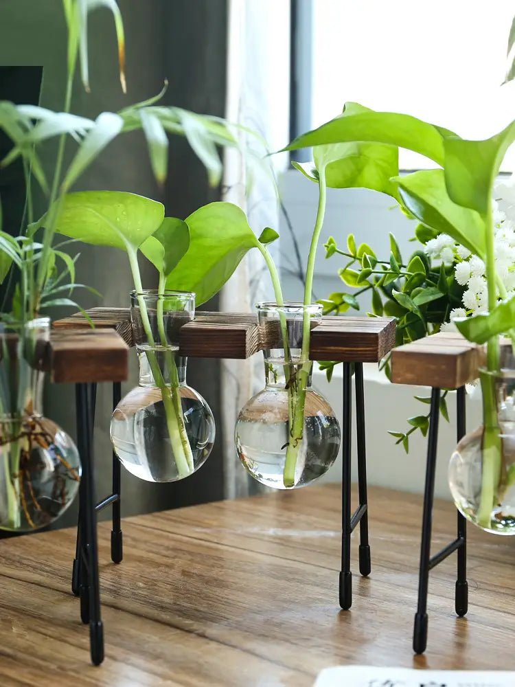 Transparent Glass Vase for Hydroponic Planting (1pc) - countrycottagebarn