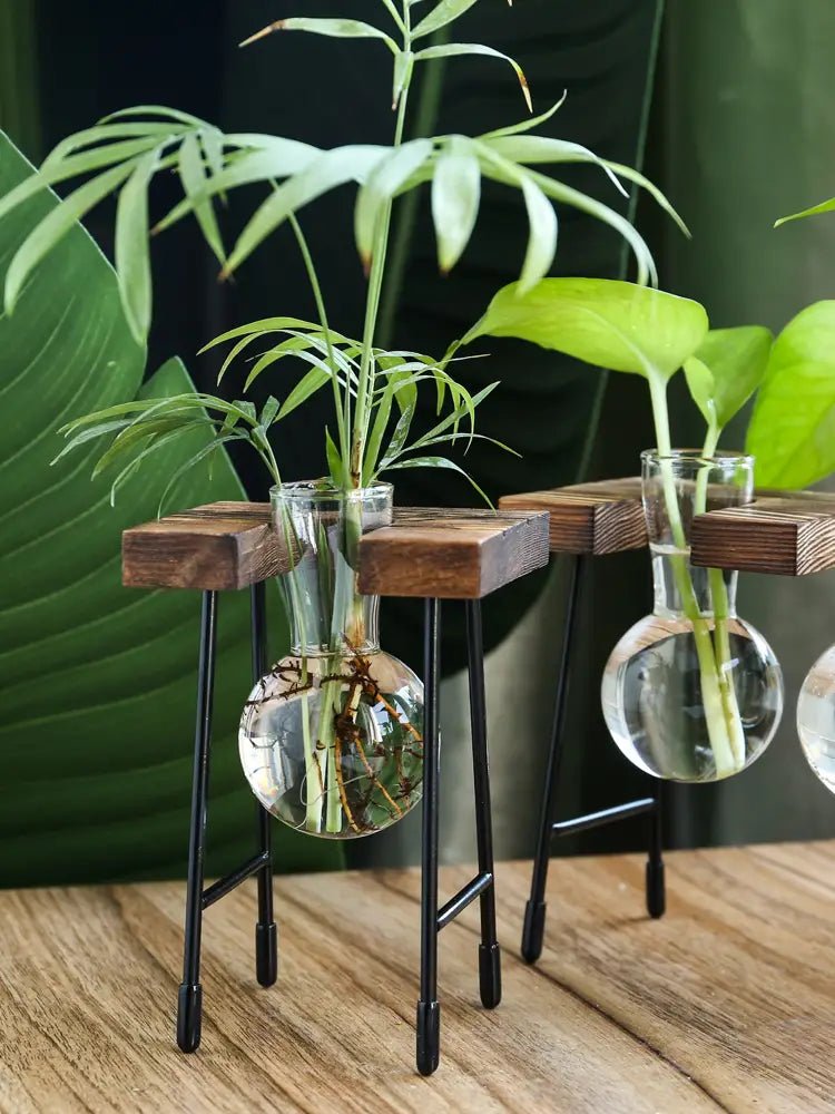Transparent Glass Vase for Hydroponic Planting (1pc) - countrycottagebarn