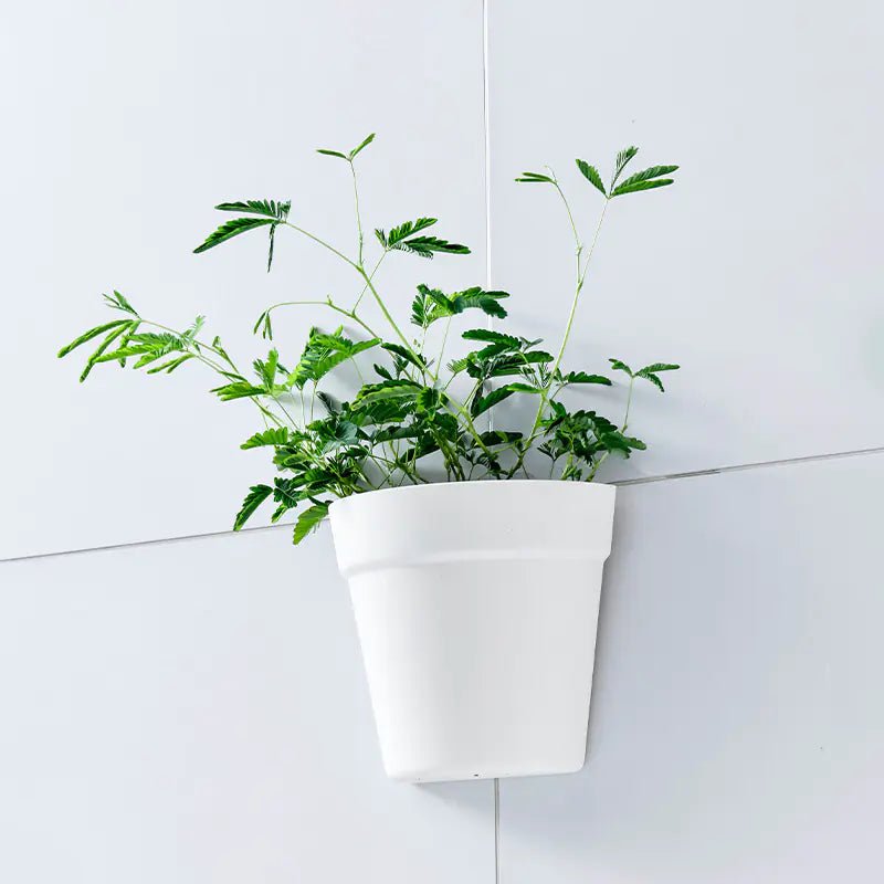 Creative Wall - mounted Hydroponic Flower Pot for Indoor Bonsai - countrycottagebarn