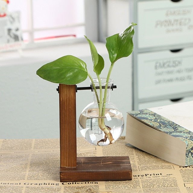 Hydroponic Transparent Plant Vases - countrycottagebarn