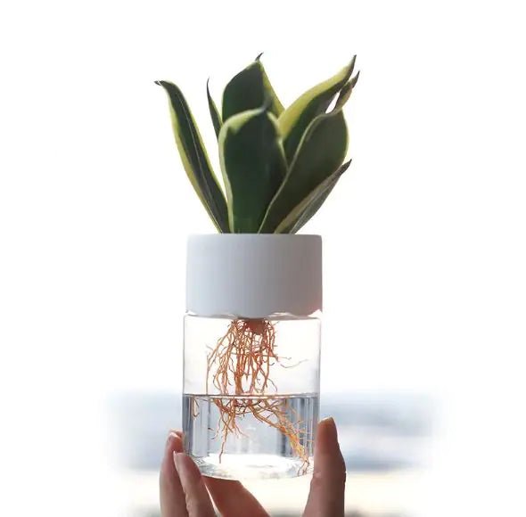 Transparent Small Pot For Plant Hydroponic Desktop - countrycottagebarn