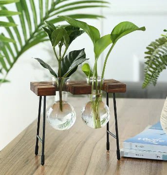 Transparent Glass Vase for Hydroponic Planting (1pc) - countrycottagebarn