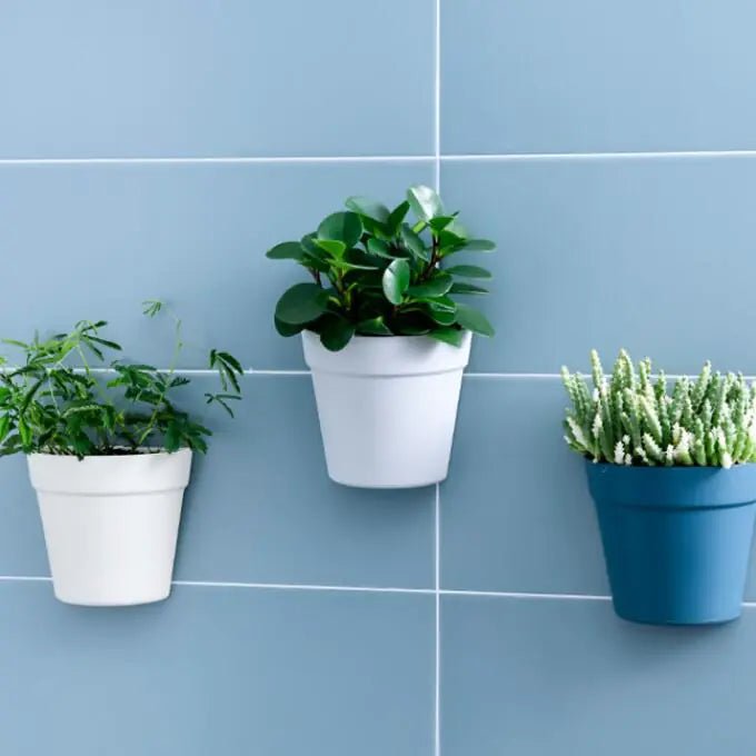 Creative Wall - mounted Hydroponic Flower Pot for Indoor Bonsai - countrycottagebarn