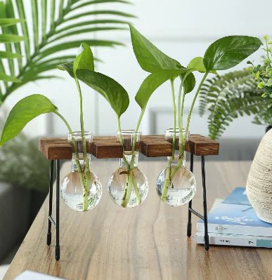 Transparent Glass Vase for Hydroponic Planting (1pc) - countrycottagebarn