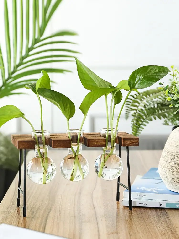 Transparent Glass Vase for Hydroponic Planting (1pc) - countrycottagebarn