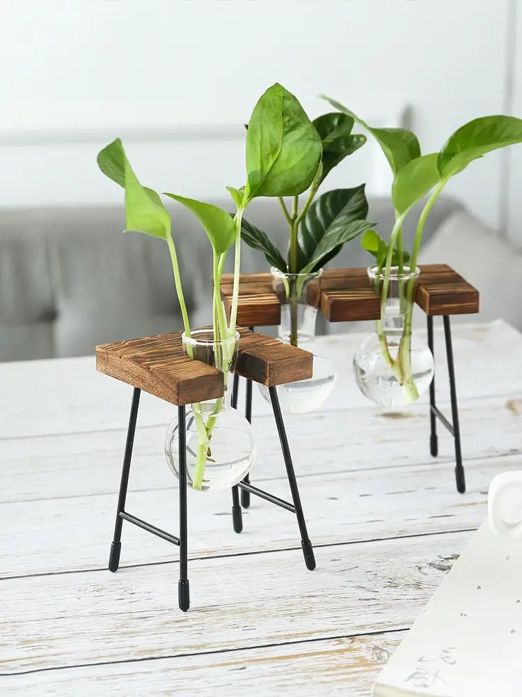 Transparent Glass Vase for Hydroponic Planting (1pc) - countrycottagebarn