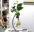 Creative Hydroponic Potted Plant in Glass Container - countrycottagebarn